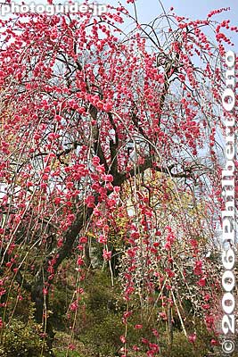 Red weeping plum blossoms
Keywords: tokyo ome plum blossom ume no sato flower japanfuyu
