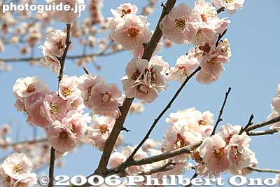 With about 1,300 plum trees, this park is probably Tokyo's largest plum tree grove.
Keywords: tokyo ome plum blossom ume no sato flower