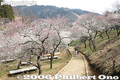 Path on hillside of plum trees
Keywords: tokyo ome plum blossom ume no sato flower