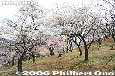 Hillside plum trees
Keywords: tokyo ome plum blossom ume no sato flower