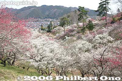 Spectacular view
Keywords: tokyo ome plum blossom ume no sato flower