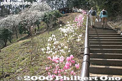 Path going further up the hill
Keywords: tokyo ome plum blossom ume no sato flower