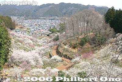 View from top
Keywords: tokyo ome plum blossom ume no sato flower