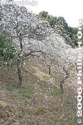 Weeping plum trees part of the "waterfall"
Keywords: tokyo ome plum blossom ume no sato flower