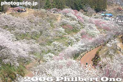 Yoshino Baigo plum trees
Keywords: tokyo ome plum blossom ume no sato flower japanfuyu japangarden