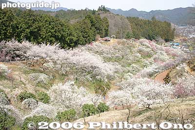Spectacular viewpoint
Keywords: tokyo ome plum blossom ume no sato flower