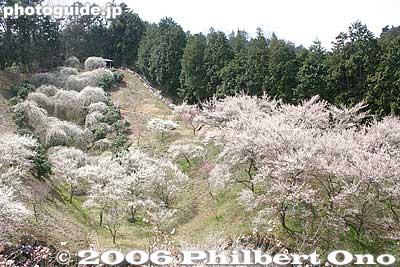 Notice the plum blossom "waterfall" on the left.
Keywords: tokyo ome plum blossom ume no sato flower