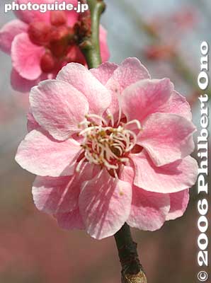 This one is nicknamed "Married couple" blossom because it looks like two flowers have fused as one.
Keywords: tokyo ome plum blossom ume no sato flower