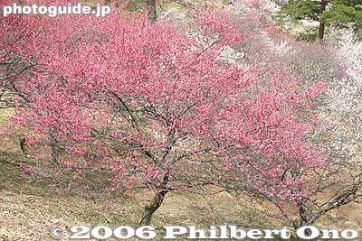 Keywords: tokyo ome plum blossom ume no sato flower