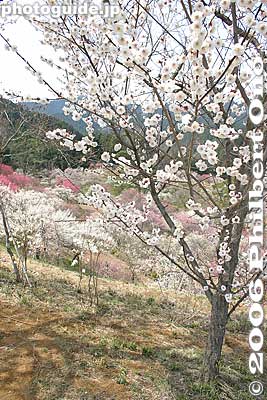 Another tree with photogenic blossoms
Keywords: tokyo ome plum blossom ume no sato flower