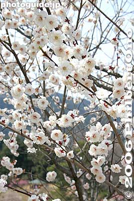Photogenic blossoms
Keywords: tokyo ome plum blossom ume no sato flower