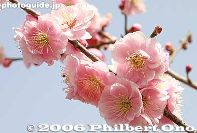 Fluffy blossoms
Keywords: tokyo ome plum blossom ume no sato flower