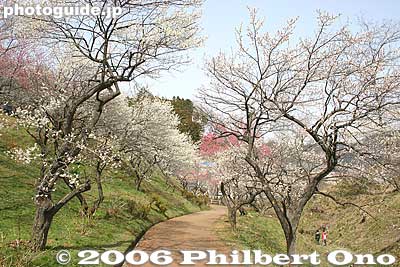 Path to exit
Keywords: tokyo ome plum blossom ume no sato flower