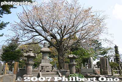 Behind the pagoda are many graves.
Keywords: tokyo ota-ku ikegami honmonji temple buddhist nichiren grave cemetary