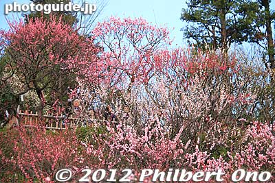 Plum blossoms at Ikegami Baien Garden, Ota Ward, Tokyo
Keywords: tokyo ota-ku Ikegami Baien Plum Garden blossoms japanflower