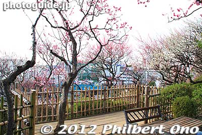 Small lookout deck at the top of the hillside of plum trees.
Keywords: tokyo ota-ku Ikegami Baien Plum Garden blossoms flowers