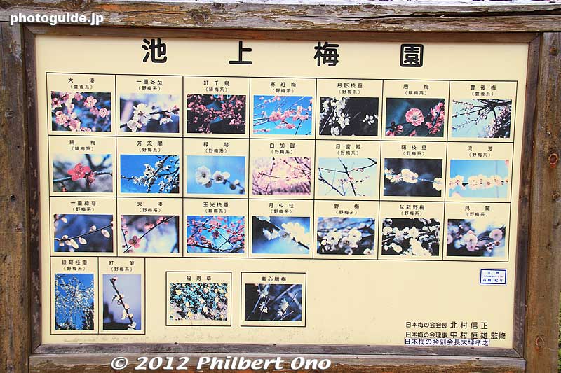 The varieties of plum blossoms at Ikegami Baien Garden.
Keywords: tokyo ota-ku Ikegami Baien Plum Garden blossoms flowers