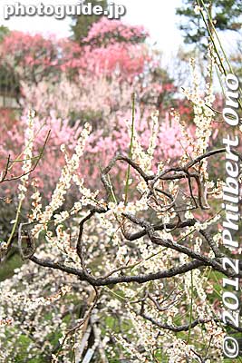Plum blossoms at Ikegami Baien, Tokyo
Keywords: tokyo ota-ku Ikegami Baien Plum Garden blossoms japanflower