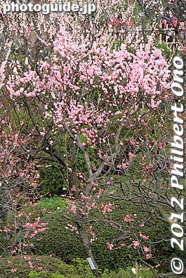 Keywords: tokyo ota-ku Ikegami Baien Plum Garden blossoms flowers