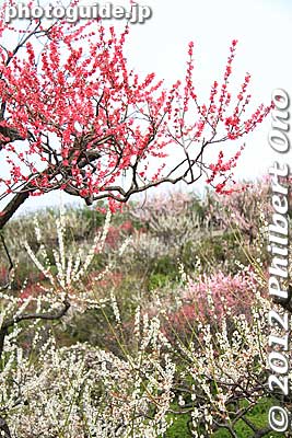 Ikegami Baien Garden plum blossoms in Ota, Tokyo.
Keywords: tokyo ota-ku Ikegami Baien Plum japanGarden blossoms flowers