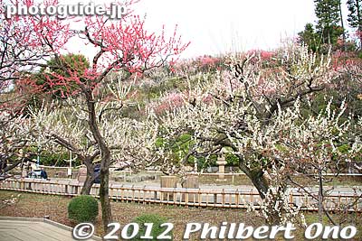 Ikegami Baien Plum Garden in Tokyo.
Keywords: tokyo ota-ku Ikegami Baien Plum japangarden blossoms flowers