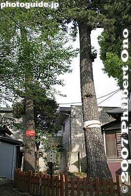 Wedded Pine Trees
Keywords: tokyo ota-ku ward ontakesan ontake jinja shrine