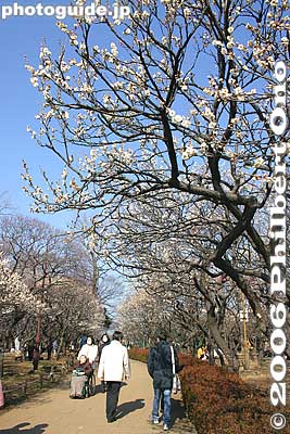 Keywords: tokyo setagaya-ku umegaoka plum blossoms park