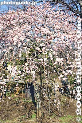 Weeping plum blossoms
Keywords: tokyo setagaya-ku umegaoka plum blossoms park