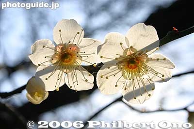 Flower pair
Keywords: tokyo setagaya-ku umegaoka plum blossoms park