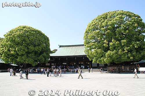 The main worship hall is flanked by these two large trees.
Keywords: tokyo shibuya-ku meiji shrine shinto