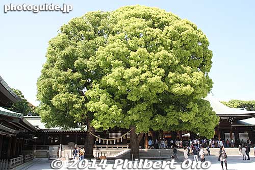 The left tree is actually a couple.
Keywords: tokyo shibuya-ku meiji shrine shinto