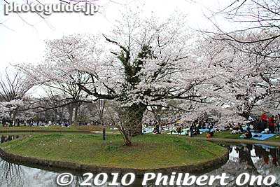 Keywords: tokyo shibuya-ku ward yoyogi park sakura cherry blossoms flowers spring