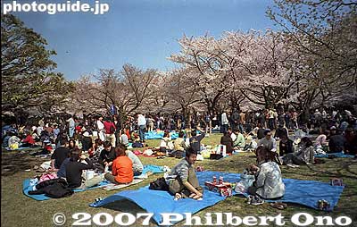 Yoyogi Park with huge crowds of flower viewers
Keywords: tokyo shibuya-ku ward yoyogi park sakura cherry blossoms flowers spring