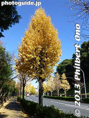 Gingko trees along the fringe of the park near Yoyogi Koen Station in autumn.
Keywords: tokyo shibuya-ku ward yoyogi park gingko trees