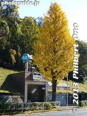 Keywords: tokyo shibuya-ku ward yoyogi park gingko trees
