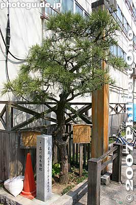 Pine tree at Shinagawa-juku's Honjin. The pine tree came from Tsuchiyama-juku in Koka, Shiga Prefecture.
Keywords: tokyo shinagawa-ku tokaido road shinagawa-juku post town stage town shukuba fromshiga