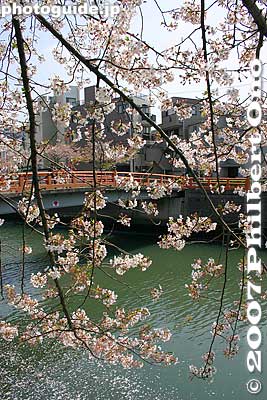 Cherry blossoms along the Meguro-gawa River.
Keywords: tokyo shinagawa-ku tokaido road shinagawa-juku post town stage town shukuba