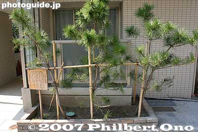 More pine trees. This one came from Oiso in Kanagawa Pref.
Keywords: tokyo shinagawa-ku tokaido road shinagawa-juku post town stage town shukuba