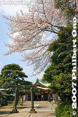 Cherry blossoms
Keywords: tokyo shinagawa-ku shinagawa jinja shinto shrine torii