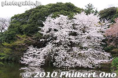 Cherry tree at Tamamo Pond.
Keywords: tokyo shinjuku-ku gyoen garden cherry trees blossoms sakura flowers 