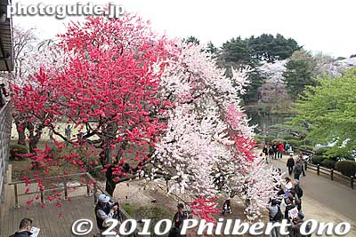 This is the tree which caught everyone's eye. It actually has flowers in three colors. All on one tree.
Keywords: tokyo shinjuku-ku gyoen garden cherry trees blossoms sakura flowers 