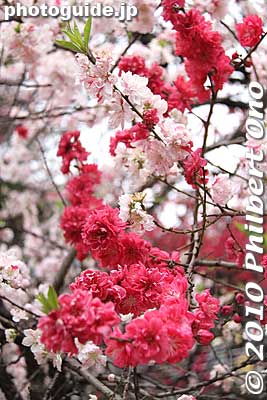 Multi-colored cherry blossoms, Shinjuku Gyoen.
Keywords: tokyo shinjuku-ku gyoen garden cherry trees blossoms sakura flowers japanflower