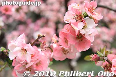 Keywords: tokyo shinjuku-ku gyoen garden cherry trees blossoms sakura japanflower