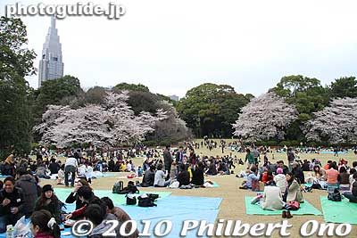 Keywords: tokyo shinjuku-ku gyoen garden cherry trees blossoms sakura flowers