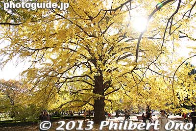 Large ginkgo tree at Shinjuku Goyen Garden, Tokyo.
Keywords: tokyo shinjuku-ku gyoen garden ginkgo tree fall leaves autumn