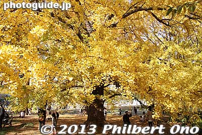 Keywords: tokyo shinjuku-ku gyoen garden ginkgo tree fall leaves autumn