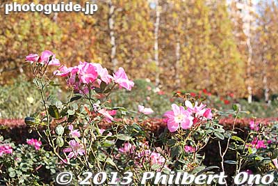 Keywords: tokyo shinjuku-ku gyoen garden fall leaves autumn