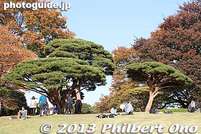 Pine trees
Keywords: tokyo shinjuku-ku gyoen garden fall leaves autumn