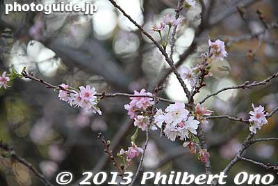 Cherry blossom that blooms in Oct.
Keywords: tokyo shinjuku-ku gyoen garden