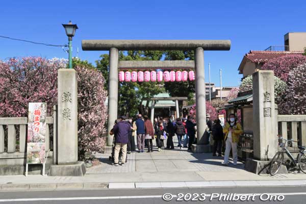Main entrance to Omurai Katori Shrine with a torii.
Keywords: tokyo sumida-ku omurai katori jinja shrine plum blossoms ume flowers